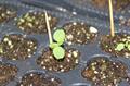 creeping lantana